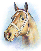 Pferd_Dück